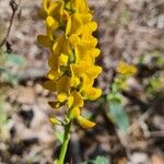 Crotalaria mitchellii Цветок