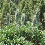 Echium callithyrsum Habit