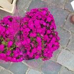 Dianthus barbatusFlower