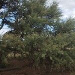 Prosopis caldenia आदत