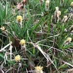 Carex caryophyllea Floare