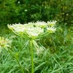 Peucedanum palustre Feuille