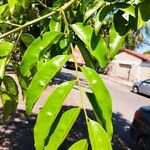 Myroxylon peruiferum Leaf