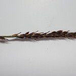 Carex esenbeckii Kukka