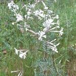 Silene italica Pokrój