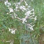 Silene italica Habitatea