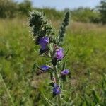 Echium vulgareBlomst