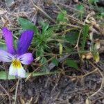 Viola tricolor Pokrój