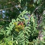 Sorbus americana Habitus