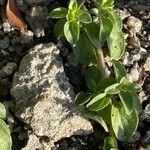 Mentha pulegium ᱥᱟᱠᱟᱢ