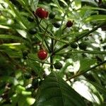 Psychotria nervosa Frucht