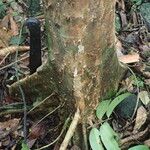 Syzygium guineense Casca