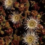 Mesembryanthemum crystallinum Kukka