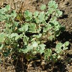 Malvella leprosa Habit
