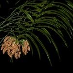 Cunninghamia lanceolata Плод