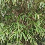 Pseudosasa japonica Alkat (teljes növény)