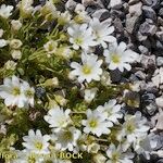 Cerastium pedunculatum Yeri