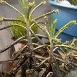 Kalanchoe angustifolia