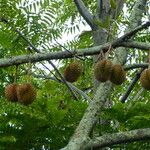 Durio zibethinus Fruit