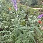 Salvia leucanthaŽiedas