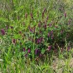 Vicia villosa Hábitos