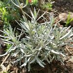 Lavandula latifolia Blatt