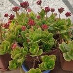 Kalanchoe crenata 花