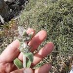 Stachys germanica 花