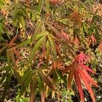 Acer pentaphyllum Hoja