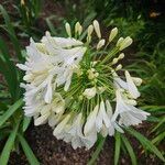 Agapanthus africanus Blomst