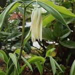 Uvularia sessilifolia Blüte