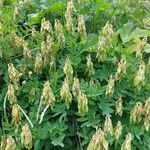 Astragalus frigidus ফল