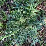 Cirsium ferox برگ