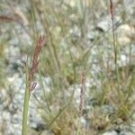 Sporobolus neglectus Habit