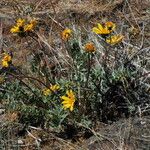 Balsamorhiza hookeri Habitus