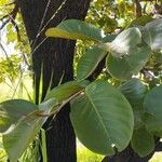 Annona crassiflora Folha