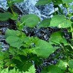 Doronicum austriacum Lapas