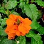 Crossandra infundibuliformis Muu