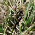 Carex curvula Квітка