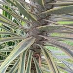 Agave vivipara 樹皮