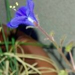 Phacelia campanularia Квітка