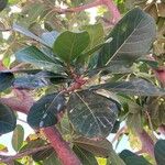 Ficus obtusifolia পাতা
