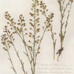 Camelina microcarpa Tervik taim