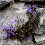 Campanula specularioides Habit