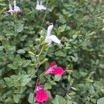 Salvia microphylla പുഷ്പം