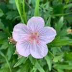 Geranium viscosissimum Blomst