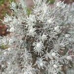 Helichrysum italicum Flower
