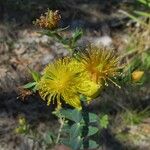 Hypericum myrtifolium 花