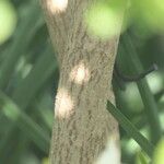 Exochorda × macrantha Bark