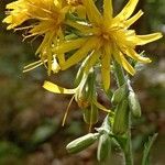 Hieracium racemosum Blüte